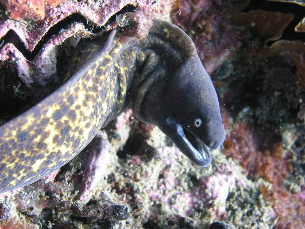 scuba taucher