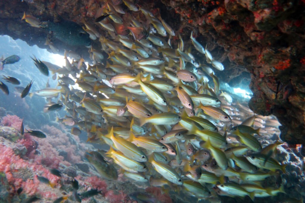 scuba taucher