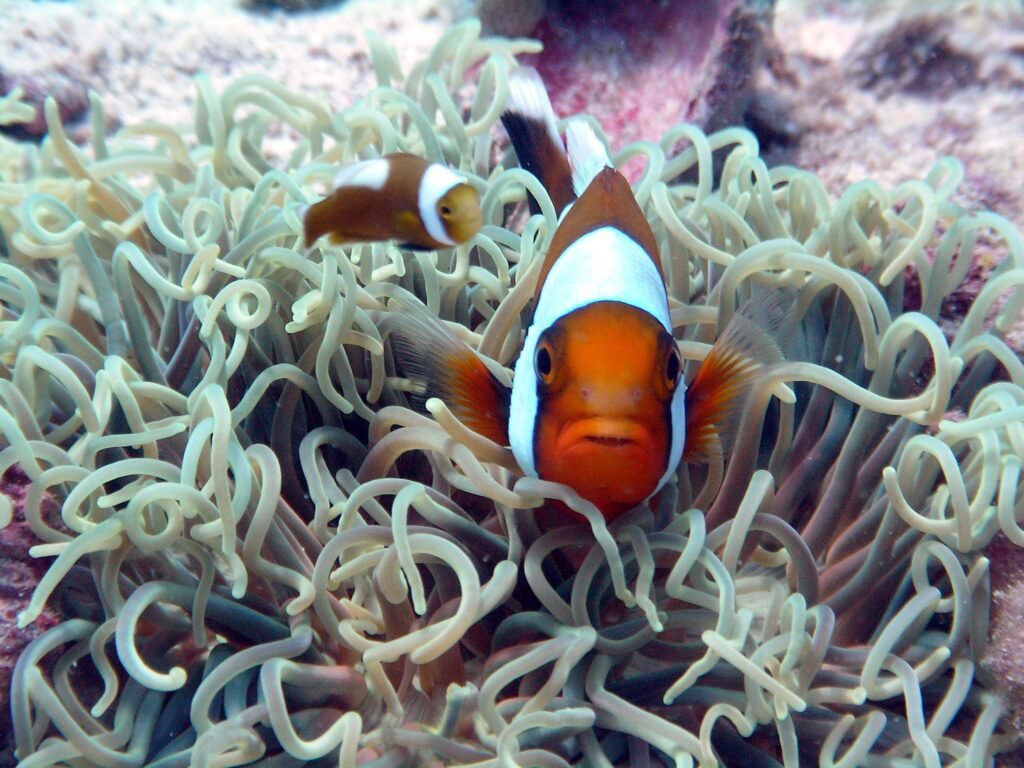 white rock tauchseite Klaun fisch