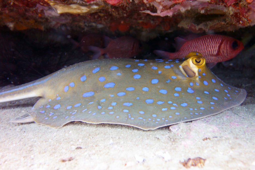 white rock tauchseite sting ray