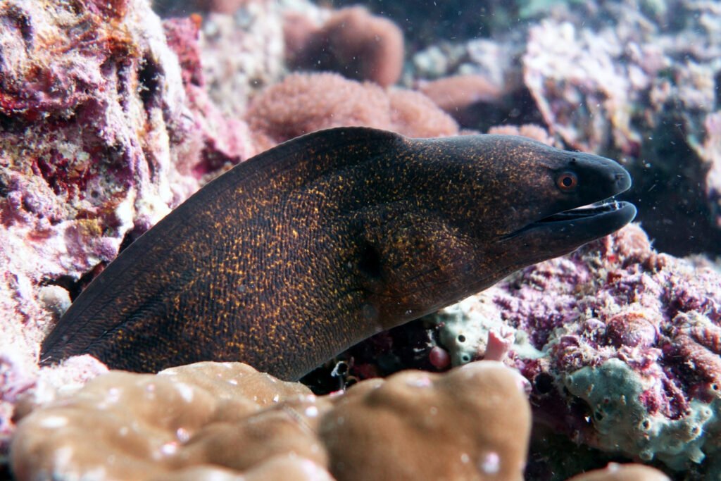 undulate moray eel